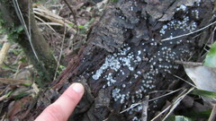 Helicogloea compressa