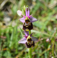 Ophrys fuciflora
