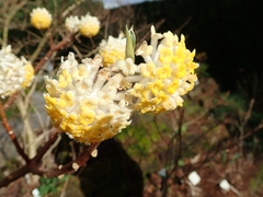 Edgeworthia chrysantha