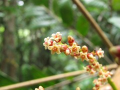 Euroschinus aoupiniensis