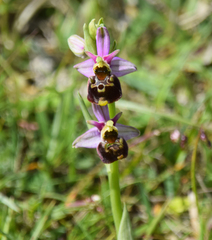 Ophrys fuciflora