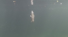 Ornithorhynchus anatinus