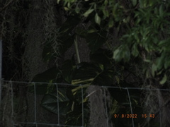 Epipremnum aureum