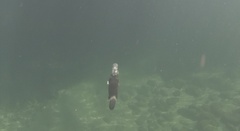Ornithorhynchus anatinus
