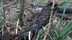 Helicogloea compressa