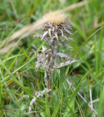 Carlina vulgaris