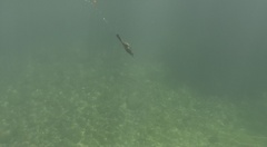Ornithorhynchus anatinus