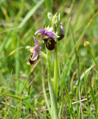 Ophrys fuciflora