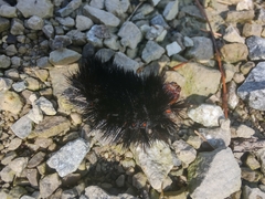 Hypercompe scribonia