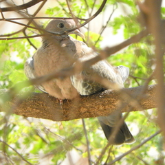 Patagioenas picazuro