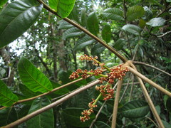 Euroschinus aoupiniensis