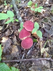 Baorangia bicolor