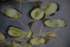 Potamogeton gramineus