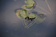 Potamogeton gramineus