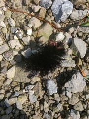 Hypercompe scribonia