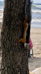 Sciurus variegatoides