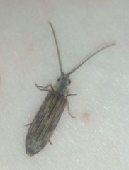 Tenomerga cinerea