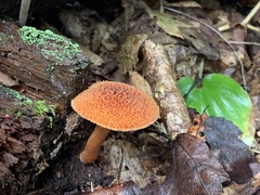 Flammulaster erinaceellus