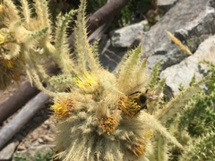 Cirsium funkiae