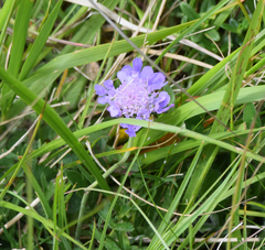 Scabiosa