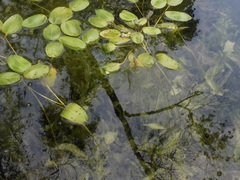 Potamogeton gramineus