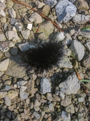 Hypercompe scribonia