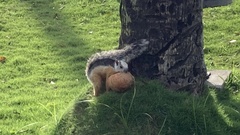 Sciurus variegatoides