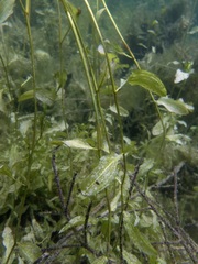 Potamogeton gramineus