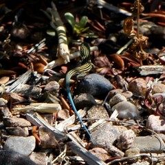 Aspidoscelis neomexicanus