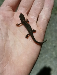 Ichthyosaura alpestris