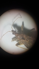 Himacerus mirmicoides