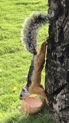 Sciurus variegatoides