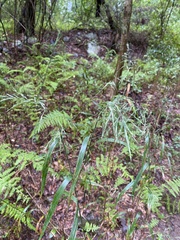 Coleataenia rigidula