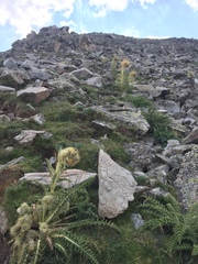 Cirsium funkiae