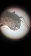 Himacerus mirmicoides