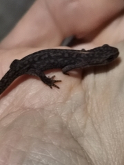 Ichthyosaura alpestris