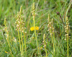 Orchis anthropophora