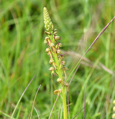 Orchis anthropophora