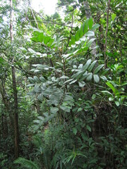 Euroschinus aoupiniensis