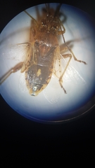 Rhopalus parumpunctatus