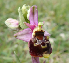 Ophrys fuciflora