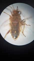 Rhopalus parumpunctatus