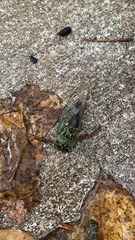 Neotibicen pruinosus