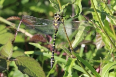 Cordulegaster boltonii