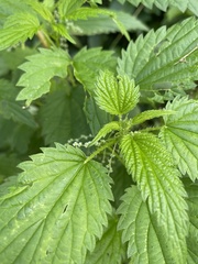 Urtica gracilis