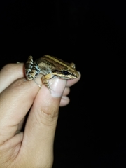 Leptodactylus albilabris