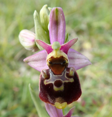 Ophrys fuciflora
