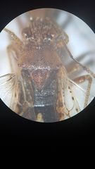 Rhopalus parumpunctatus