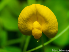 Arachis repens