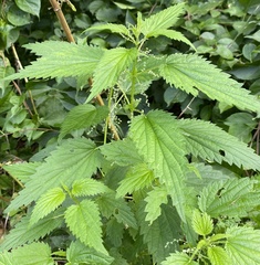 Urtica gracilis